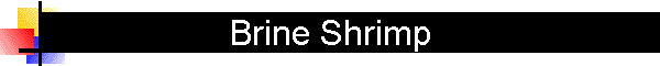 Brine Shrimp