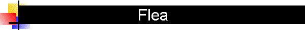 Flea