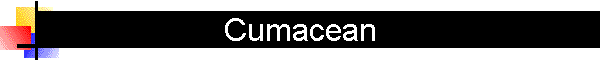 Cumacean